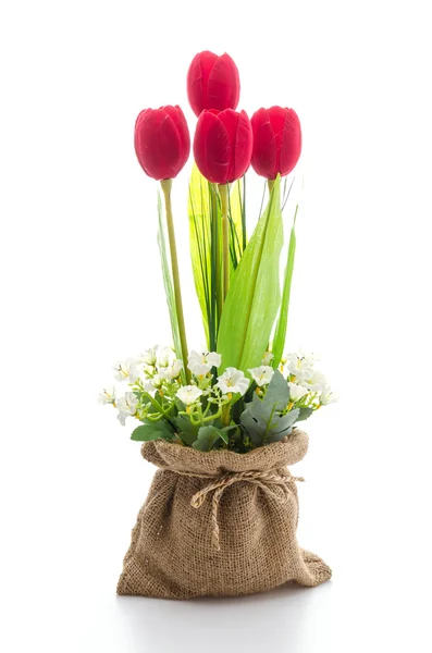 Цветок тюльпанов — стоковое фото