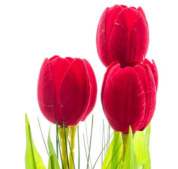 Tulipanes flor —  Fotos de Stock
