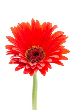 Gerbera