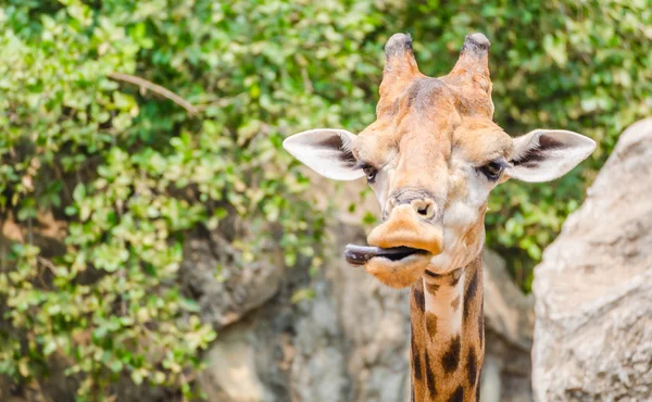 Giraffe — Stockfoto