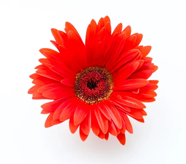 Gerbera Royalty Free Stock Images