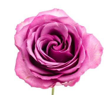 Pembe gül beyaz üzerine izole