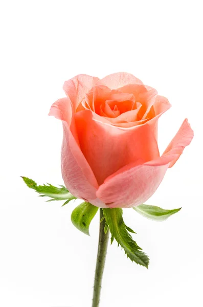 Rose — Stock Photo, Image