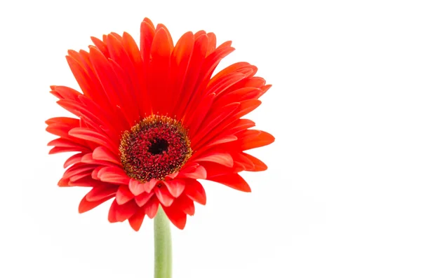 Gerbera — Stok fotoğraf