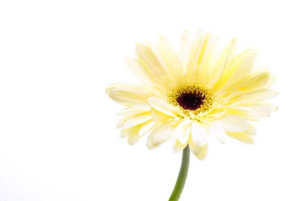 Gerbera — Foto Stock