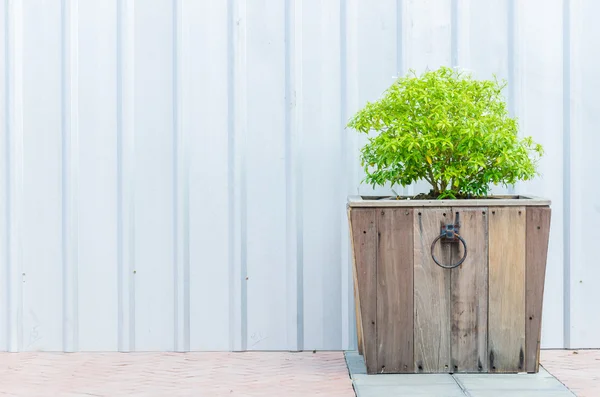 Tree — Stock Photo, Image