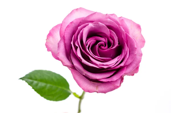 Ροζ τριαντάφυλλο απομονωμένο σε λευκό — Φωτογραφία Αρχείου