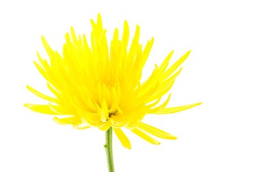 Beyaz arkaplanda izole edilmiş sarı çiçek