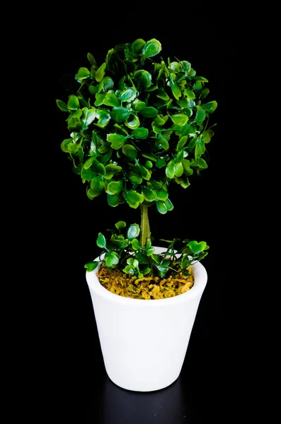 Tree pot — Stock Photo, Image