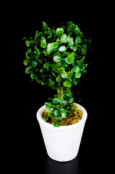 Tree pot — Stock Photo, Image