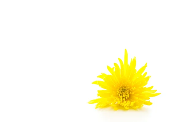 Yellow flower — Stock Photo, Image