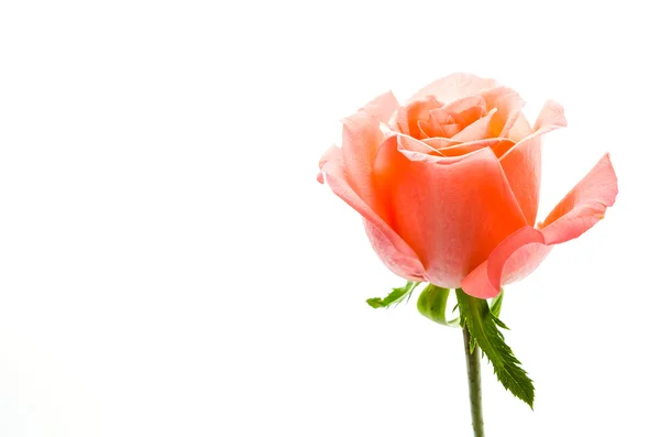 Rose flower — Stock Photo, Image