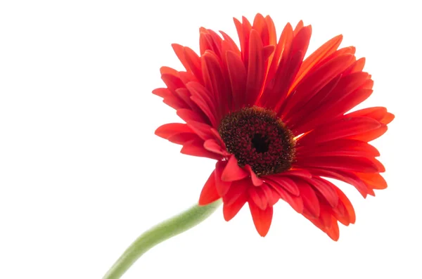 Gerbera çiçek — Stok fotoğraf