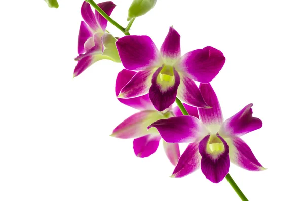 Fleurs d'orchidées — Photo