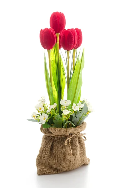 Tulipány květ — Stock fotografie