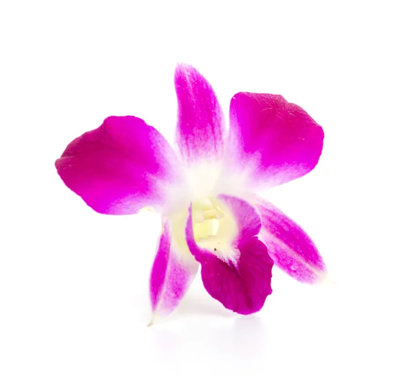 난초 꽃 흰색 배경에 고립 — 스톡 사진