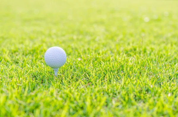 Golfball auf grünem Rasen — Stockfoto