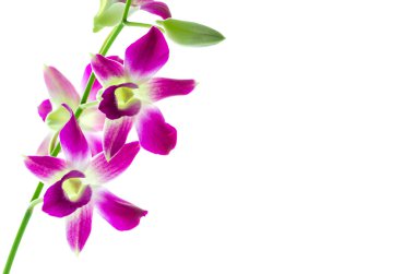 izole orchind beyaz arka plan