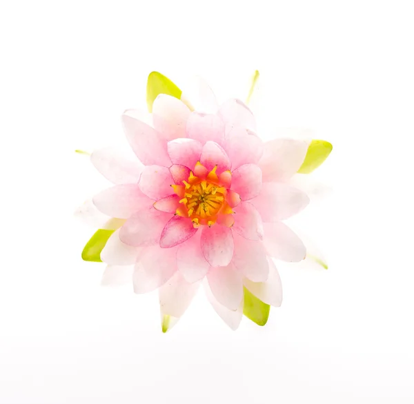 Lotus flower izolované bílé pozadí — Stock fotografie
