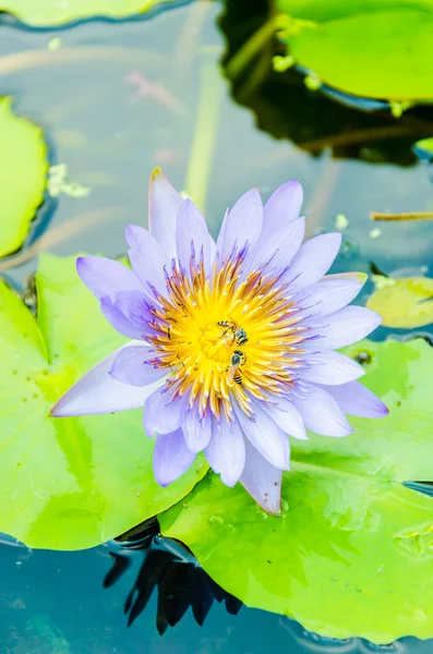 Flor de lótus — Fotografia de Stock