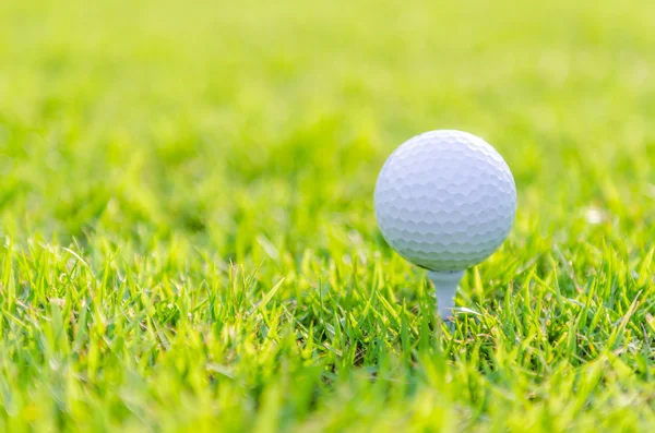 Pelota de golf sobre hierba verde — Foto de Stock