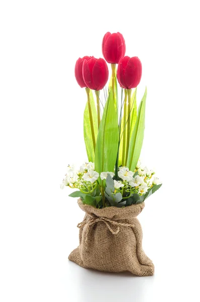 Цветок тюльпанов — стоковое фото