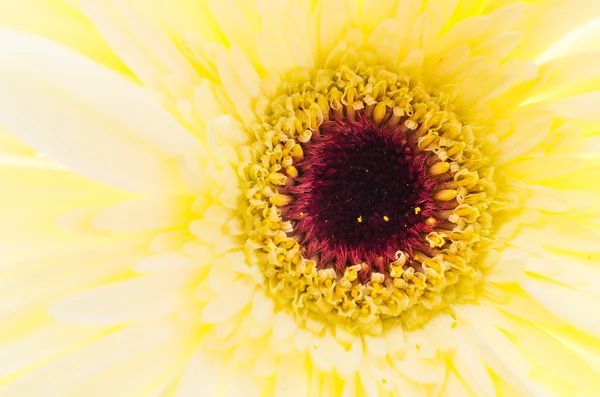 Gerbera — Zdjęcie stockowe