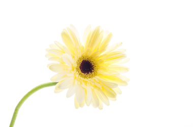 Gerbera