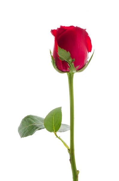 Rote Rose — Stockfoto