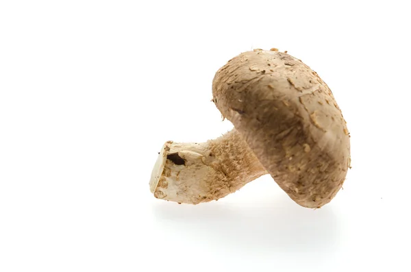 Mushroom — Stock Photo, Image