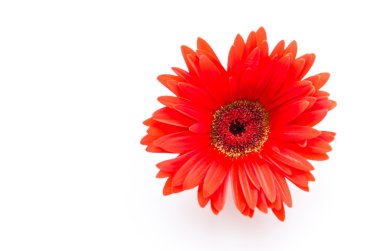 gerbera çiçek
