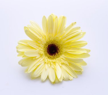 gerbera çiçek