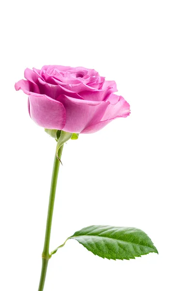 Pink rose isolated on white — Stock Photo, Image