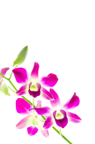 Orchind isoliert weißen Hintergrund — Stockfoto
