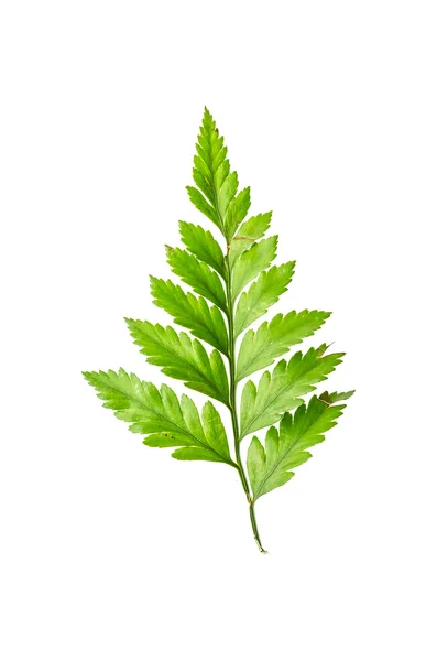 Green leaf — Stock Photo, Image