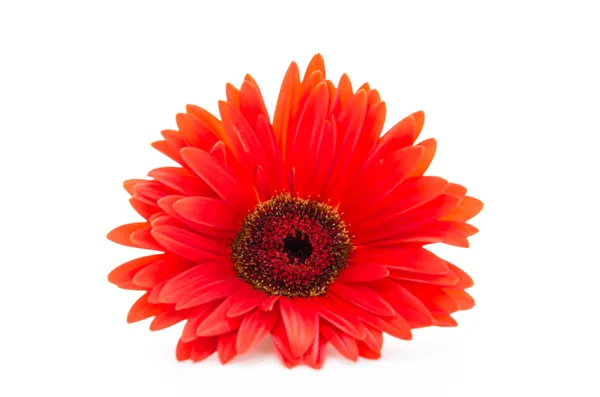 Gerbera blomma — Stockfoto