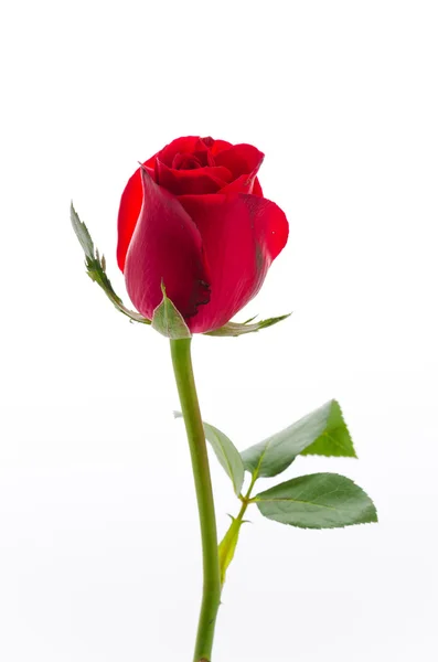 Red rose — Stock Photo, Image