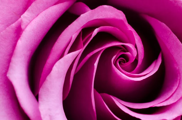 Pink rose — Stock Photo, Image