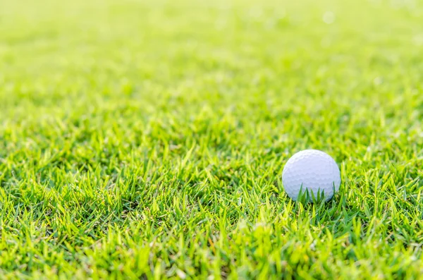 Pallina da golf su erba verde — Foto Stock