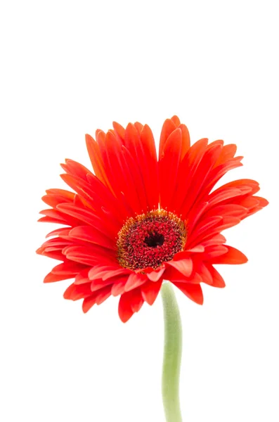 Gerbera bloem — Stockfoto