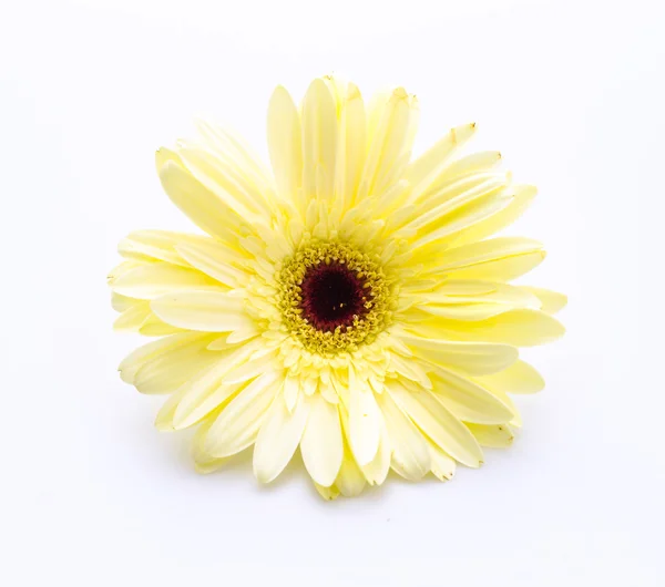 Gerbera — Stok fotoğraf