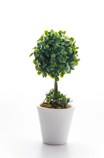 Pot plant — Stock Photo, Image