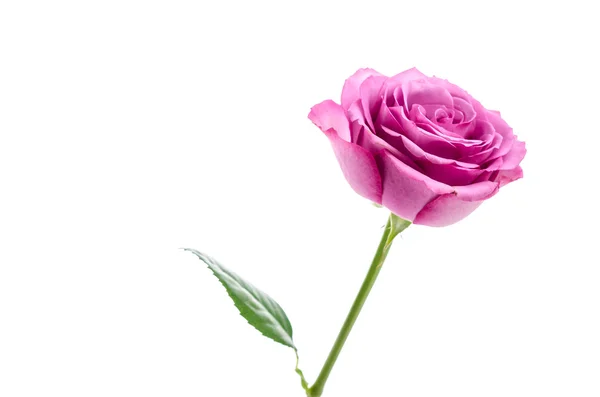 Rosa Ros — Stockfoto