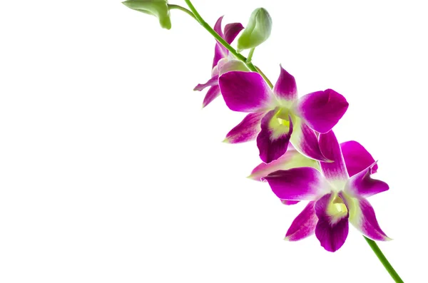 Orchidée fleur — Photo