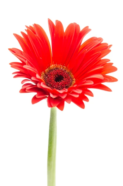 Gerbera bloem — Stockfoto