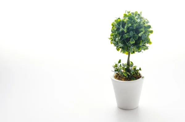 Pot plant — Stock Photo, Image