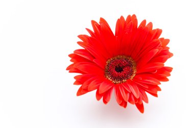 gerbera çiçek