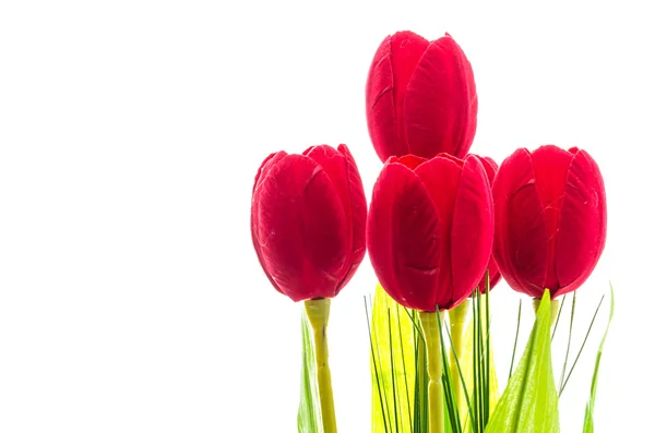 Tulips flower — Stock Photo, Image