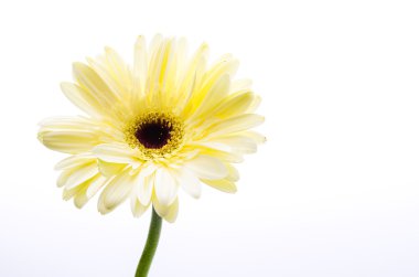 gerbera çiçek