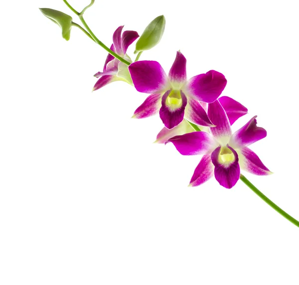 Orchidée fleur — Photo